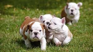 Choosing to adopt a dog or puppy is an exciting time. Shalom English Bulldog Puppies Johannesburg English Bulldog Puppies Dog Breeders Gallery 76241