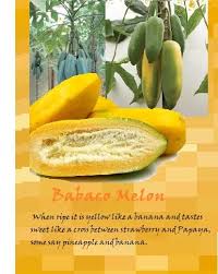 Babaco Fruit Luv2garden Com Papaya Plant Companion Gardening Veggie Garden
