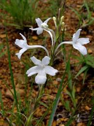 Image result for Chascanum schlechteri