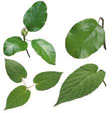 Green Leaves Green Leaves Plant Texture Leaves