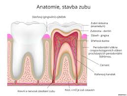 Image result for ochrana chrupu