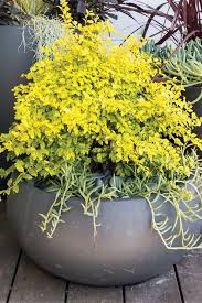 Plants4home offers the best quality plants from professional growers delivered to your home. Pin On Courtyard Container Gardens