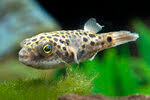 It is known from the lower reaches of the mekong. Label Dichotomyctere Ocellatus