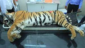 Tigress Avni Is Dead Will Her Cubs Survive Without Her India News