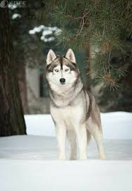 Got Your Attention Dogs Siberian Husky Husky