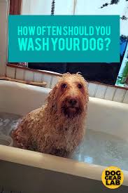 How Often Should You Wash Your Dog Dog Ideas Dogs Dog Training Tips Smelly Dog