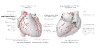 Coronary arteries, trunk, left anterior descending, left circumflex, diagonal. Heart Amboss