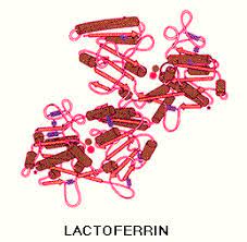 More About Lactoferrin In Cow S Milk