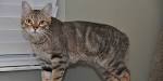 Manx Cat Breed Information - Vetstreet