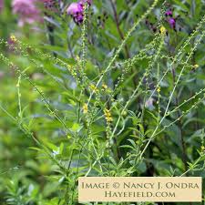 Image result for Agrimonia