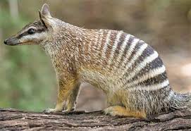 Numbat Aboriginal Striped Termite Eater Australia Animals Australian Animals Australian Native Animals