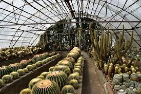 All kind of pine varieties are available. Nice Garden With Several Cactus Review Of Pine View Nursery Kalimpong India Tripadvisor