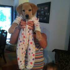 Here S A Puppy In A Onesie To Brighten Your Day Aww