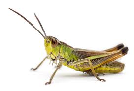 Grasshopper tutorials essentials bundle contains 13:14 hours of tutorials in the following 5 video courses with value 105€ +vat saving 65.40€ for grasshopper tutorials Grasshopper Definition Und Bedeutung Collins Worterbuch