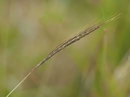 Image result for Dichanthium