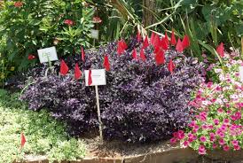 Plants receive minimal soil preparation, lavender, and lavender pink ground cover, and mixed con. Purple Flash Named Texas Superstar Agrilife Today