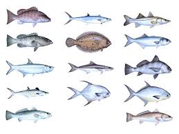 Saltwater Fish Typically Caught In Florida Freshwater Aquarium Fish Freshwater Fishing Types Of Fish