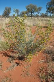 Image result for Dictyophleba