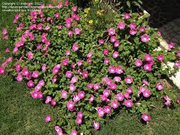Petunia f1 'opera supreme pink morn' is a heavy continuous bloomer, without deadheading. Plantfiles Pictures Petunia Opera Supreme Pink Morn 1 By Masciam