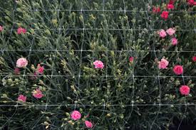 Most casket flower deliveries can be delivered quickly too. Old Fashioned Carnations For Cutting Floret Flowers