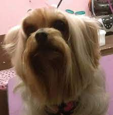 Get immediate access to our course Happy Tails Pet Grooming Sidney Oh Pet Groomer Facebook