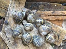My house has two floors. Where Have All The Garden Snails Gone Orange County Register