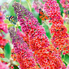 Schmetterlingsflieder Flower Shower Online Kaufen Bei Gartner Potschke Schmetterlingsflieder Gartenpflanzen Winterhart Flieder