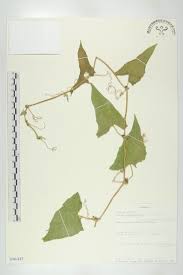 Image result for Mimulopsis solmsii