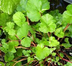 Image result for Pelargonium grossularioides