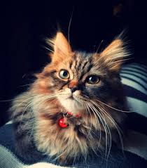 Beau Chat Voyage Onirique Fond D Ecran Chat Animaux Beau Chat