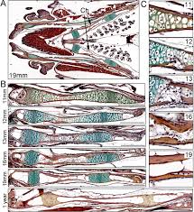 This is a quiz called label the long bone and was created by member deanne1480 advertisement. Programmed Conversion Of Hypertrophic Chondrocytes Into Osteoblasts And Marrow Adipocytes Within Zebrafish Bones Elife
