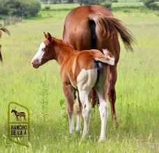 Image result for tbn:tVj6rqcH-AQR9M::www.pregonagropecuario.com.ar/images/caballo_overo.jpg