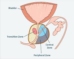 Image result for Prostate Anatomy