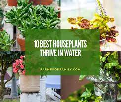 Garden in 5 gallon buckets without soil!!! 10 Best Houseplants That Thrive In Water Without Soil