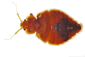 Image result for Cimex Lectularius L