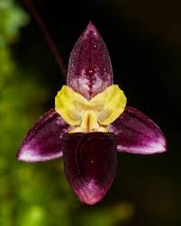 Image result for Eulophia seleensis