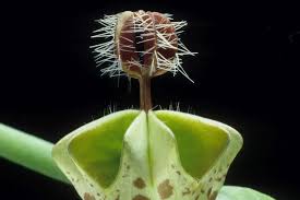 Image result for Ceropegia breviflora