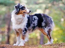 An australian shepherd generally lives to be between 12 and 15 years old. Australian Shepherd 2020 Charakter Wesen Hunde Fan De