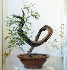 Pin On Garden Bonsai