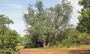 Image result for Commiphora viminea