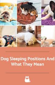 Pin On Dogs