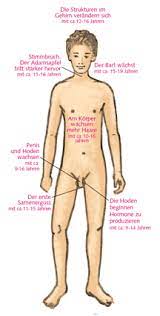 Profamilia De Korperliche Veranderungen