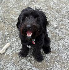 Schnoodles are a cross between a schnauzer and a poodle. Schnoodle Schnoodle Pampered Puppies Dog Rules
