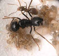 Get free shipping on qualified carpenter ants pest control or buy online pick up in store today in the outdoors department. A Jet Ant Wood Ant Lasius Fuliginosus Became Crucial Evidence In A Download Scientific Diagram