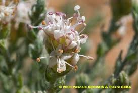 Image result for Cressa cretica