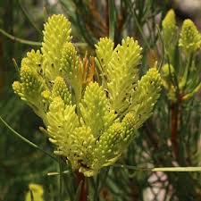 Image result for Asclepias albens