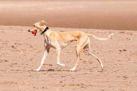 Kostenlose lieferung für viele artikel! Greyhounds Die Schnellsten Hunde Der Welt Deinetierwelt