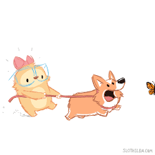 # cute # animals # bat # san diego zoo. Animated Kawaii Dog Gifs Novocom Top