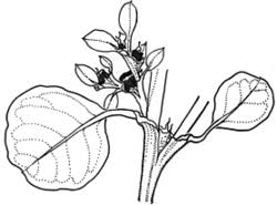 Image result for Trianthema portulacastrum