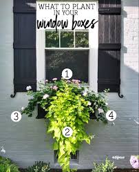 Mar 03, 2019 · securing your window boxes. What To Plant In Your Window Boxes Nest Of Posies